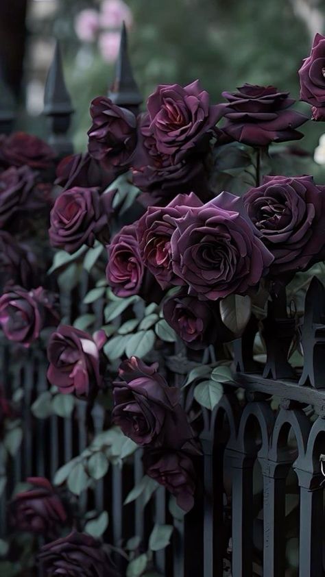 Dark Fence Garden, Black Flowers Garden, Black Baccara Roses Aesthetic, Gothic Flower Wallpaper, Floral Goth Aesthetic, Gothic Spring Aesthetic, Goth Garden Aesthetic, Gothic Garden Aesthetic, Gothic Garden Ideas