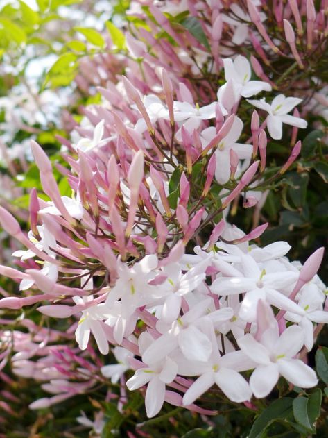 Gardening 101: Jasmine Hibiscus Seeds, Jasmine Vine, Pink Jasmine, Flower Tropical, Evergreen Vines, Jasmine Plant, White Hibiscus, Garden Vines, Garden Shrubs