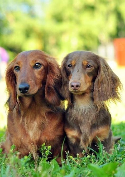 Long-Haired Dachshund Best Apartment Dogs, Dachshund Puppy Long Haired, Dachshund Breed, Apartment Dogs, Long Haired Dachshund, Popular Dog Breeds, Most Popular Dog Breeds, Weenie Dogs, Dachshund Puppies