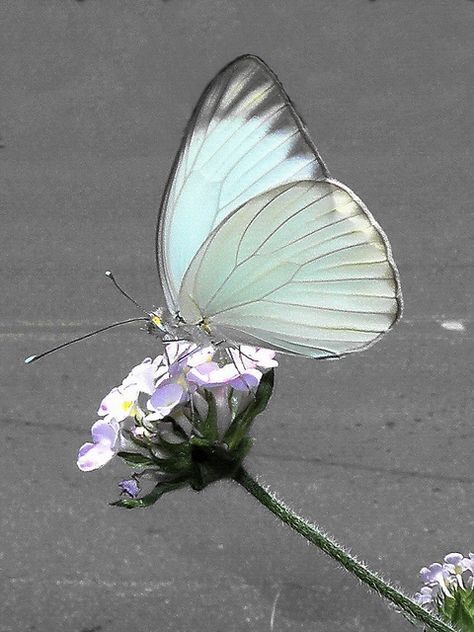 Most Beautiful Butterfly, Butterfly Images, Beautiful Bugs, Butterfly Pictures, Butterfly Effect, White Butterfly, Butterfly Garden, Butterfly Flowers, Butterfly Art