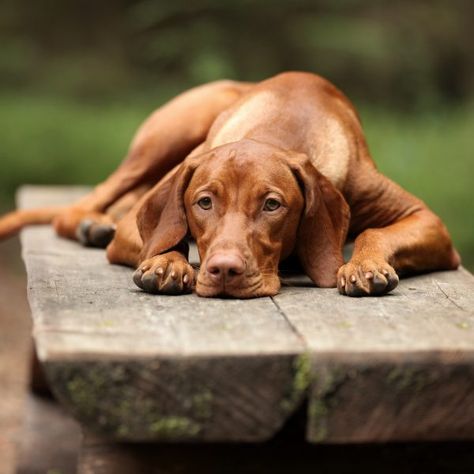 Hungarian Dog, Tattoo Nature, Greenfield Puppies, Hungarian Vizsla, Vizsla Dogs, Vizsla Puppies, Puppy Adoption, Funny Dog Videos, Weimaraner