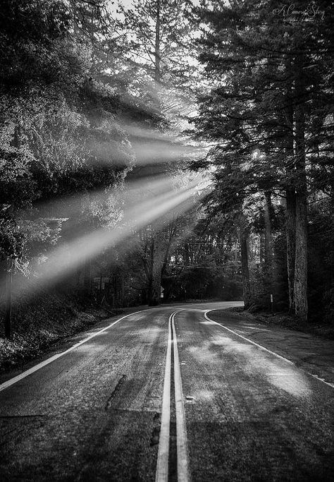 High Contrast Landscape Photography, Long Road Tattoo, Country Road Tattoo, Tattoo Woods Forest, Open Road Tattoo, On The Road Tattoo, Sunlight Tattoo, Roadtrip Tattoo, Road Black And White