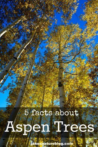 I love Aspen trees! Swedish Aspen Tree, Aspen Tattoo, Aspen Tree Tattoo, Aspen Trees Tattoo, Aspen Trees Photography, Nature Facts, Hiking Colorado, Quaking Aspen, Aspen Forest