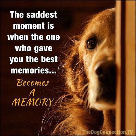 Dogs Quotes, Dog Poems, Dog Quotes Love, Pet Remembrance, A Golden Retriever, Love My Dog, Airedale Terrier, Pet Loss, Animal Quotes