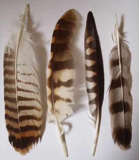 L-R Buzzard tail feather, Tawny owl primary wing, kestrel primary and sparrowhawk tail. Tattoos Anchor, Feather Tattoo Black, Feather Identification, Dandelion Tattoos, Tattoos Placement, Feather Magic, Tattoos Owl, Black And Gray Tattoos, Placement Tattoo