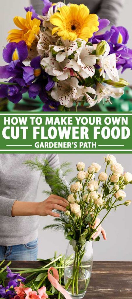 Flower Food Diy, Cut Flower Food, Homemade Plant Food, Flowers Last Longer, Cut Flower Farm, Fresh Flower Bouquets, Cut Flower Garden, Flower Care, Flower Arrangements Diy