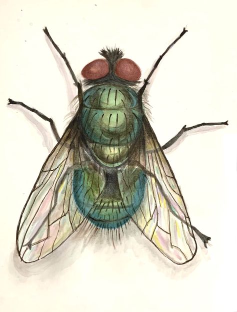 Watercolour Insects, Insects Sketch, Bug Sketches, Crawling Animals, Bugs Drawing, Fly Drawing, Principles Of Art, Gcse Art, Book Art Diy