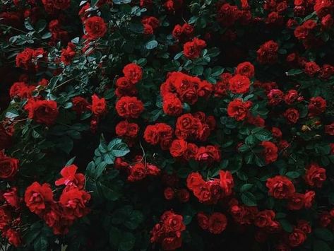 1024 X 576, Wallpaper Iphone Roses, 1366x768 Wallpaper, Hd Flower Wallpaper, Red Roses Wallpaper, Aesthetic Roses, Rose Background, Rosé Aesthetic, Mac Wallpaper