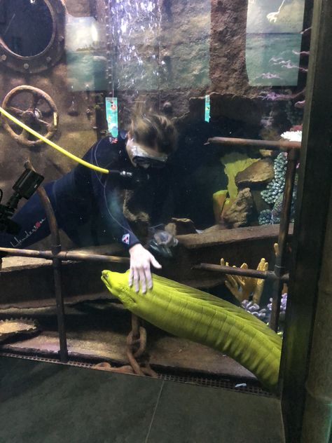 Diver Amy feeding and interacting with one of the Green Moray Eels in the new Polynesian exhibit. Aquarium Pics, Sea Portrait, Moray Eel, Weird Fish, Aquatic Life, Career Goals, Wild Life, Ocean Life, Aquariums