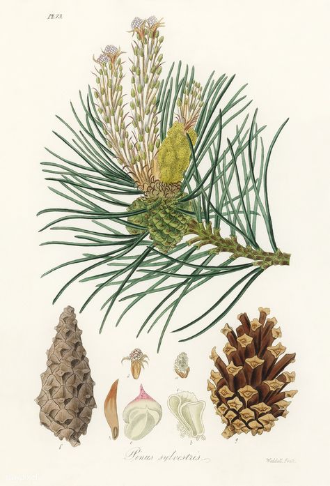 Scots pine (Pinus sylvestris) illustration from Medical Botany (1836) by John Stephenson and James Morss Churchill. | free image by rawpixel.com Vintage Plants, Scots Pine, Pinus Sylvestris, Vintage Botanical Illustration, Botanical Vintage, Nature Sketch, Free Illustration Images, Birds Of America, Botanical Illustration Vintage