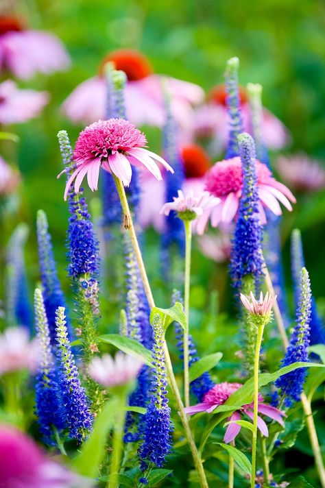 Purple And White, The Grass, Green Grass, Perennials, Purple, Flowers, Green, Pink, White