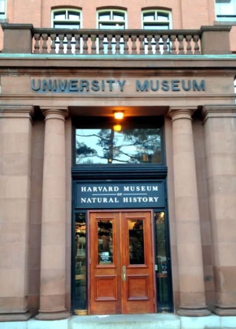 Harvard Museum of Natural History. Cambridge, MA Harvard Museum Of Natural History, Boston Bucket List, Salem Trip, Gabriel's Inferno, Sylvain Reynard, Gabriels Inferno, Boston History, Usa Trip, Academic Validation