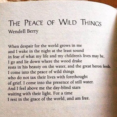 2 Likes, 1 Comments - May Quigley Goodman (@mayquiggoodman) on Instagram: “Solace.” Wendell Berry Quotes, Peace Of Wild Things, Wendell Berry, Relationship Lessons, Healing Words, Poetry Words, Wild Things, The Peace, Love Words