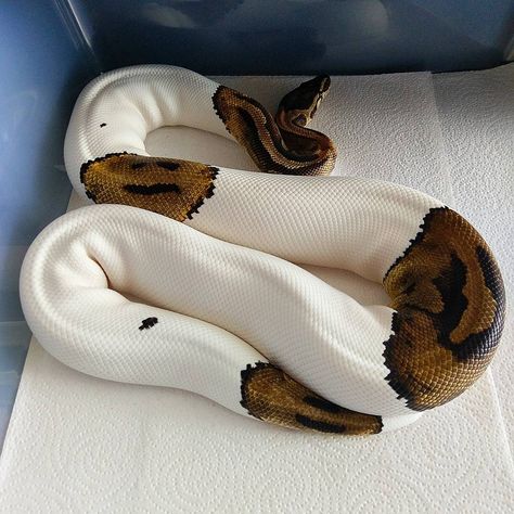 13' female pied ball python Pretty Snakes, Ball Python Morphs, Snake Lovers, Cute Snake, Cute Reptiles, Pet Snake, Beautiful Snakes, Ball Python, Panda Love