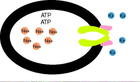 Sodium potassium ATPase pump Anatomy And Physiology, Study Notes, Psych, Anatomy, Nursing, Medicine, Medical, Health