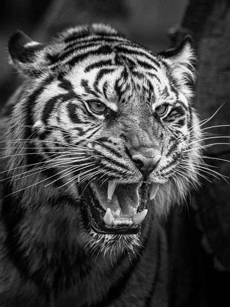 Tiger Face Reference, Tattoo Reference Photography, Tiger Face Photography, Tiger Lion Tattoo, Tiger Face Tattoo, Big Cat Tattoo, Tiger World, Tiger Photography, Tiger Images