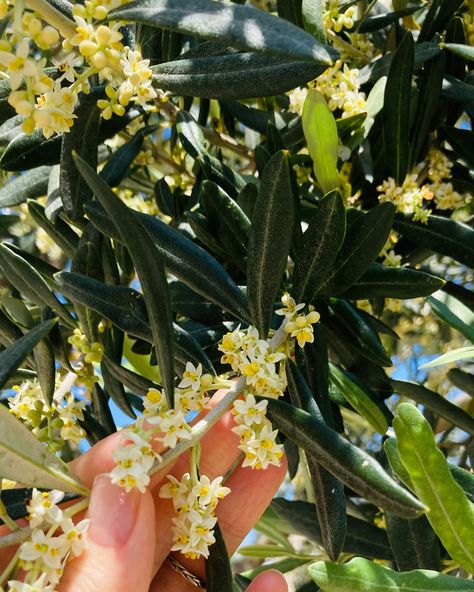 Soft blossoming of the olive tree 💚 Nature is the best inspiration #beautyofnature #olivetree #blossoming Olive Blossom, Craft Studio, Olive Tree, May 17, Nature Inspiration, Natural Beauty, Blossom, Good Things, Plants