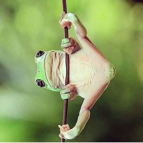 I NEEDED To See This Pole Dancing Frog, Best Laugh In Awhile!!!! HAHAHA Pole Dancing Quotes, Dancing Frog, Acoustic Guitar Photography, Air Yoga, Neon Girl, Shoes Fashion Photography, Dancing Animals, Taurus Quotes, Pole Art