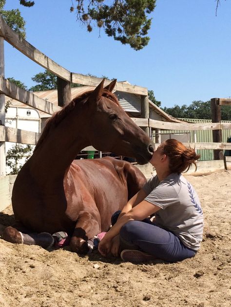 Horse Behavior, Warmblood Horses, Show Jumping Horses, Horse And Human, Cute Horse Pictures, Horseback Rider, Equestrian Girls, Horse Trainer, Chestnut Horse