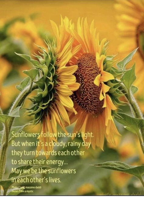 Sunflower Quotes Inspirational, Sunflower Poem, Physical Connection, Sunflower Quotes, Kitchen Gardens, Sunflower Photography, Sunflower Pictures, Snoopy Quotes, Sunflower Wallpaper