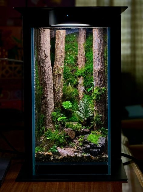 A corner of the forest : r/terrariums Vertical Terrarium Ideas, Bookshelf Terrarium, Corner Terrarium, Huge Terrarium, Wardian Case Terrariums, Large Terrarium Ideas, Vertical Terrarium, Desk Terrarium, Small Terrarium Ideas