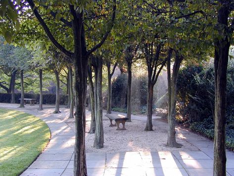 After a winter restoration, the famed Hornbeam Ellipse is almost back - The Washington Post American Hornbeam Hedge, Carpinus Caroliniana, Beatrix Farrand, European Hornbeam, Hornbeam Tree, Landscape Urbanism, Dumbarton Oaks, Architecture Space, Hornbeam Hedge