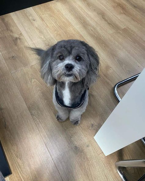 23 Shih Poo Haircuts That Will Melt Your Heart Shih Poo Haircuts Teddy Bears, Dog Teddy Bear Haircut, Shipoo Dog Haircuts, Shih Poo Haircuts, Zuchon Dog, Shipoo Puppies, Dog Hairstyles, Shih Tzu Poodle Mix, Shih Poo Puppies