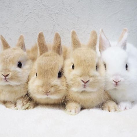 Rabbit's Followers on Instagram: “Wanna join them😍 [Follow @rabbits.followers for more]  #bunny #bunnyworld #rabbitlovers #rabbit #rabbitsofinstagram #rabbitlove…” Beautiful Rabbit, Fluffy Bunny, Followers On Instagram, Pet Bunny, Pet Rabbit, Fluffy Animals, Baby Bunnies, Cute Animal Photos