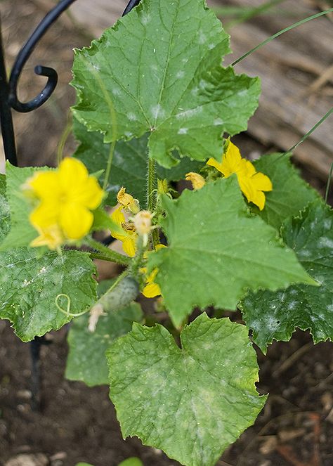 The Hippy Homemaker: Milk, A Garden Miracle Against Powdery Mildew Garden Remedies, Garden Pest Control, Garden Veggies, Powdery Mildew, Veg Garden, Home Vegetable Garden, Organic Gardening Tips, Food Garden, Garden Pests