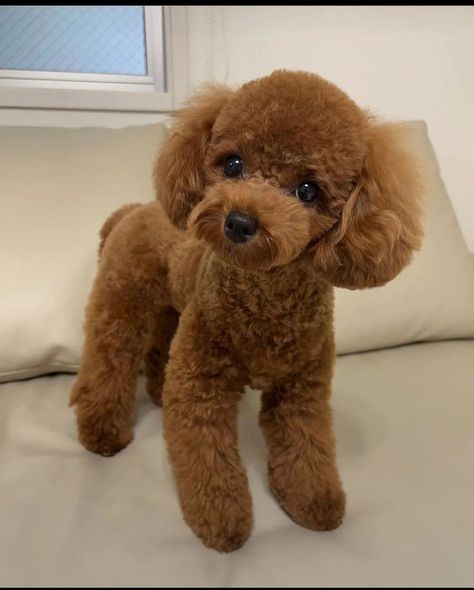 Bichpoo Haircut Styles, Toy Poodle Photoshoot, Teacup Poodle Haircut Styles, Summer Poodle Cuts, Mini Poodle Haircut Styles Teddy Bear, Yorkipoo Haircut, Poodle Cuts Pet Grooming, Toy Poodle Grooming Styles, Mini Poodle Haircut Styles