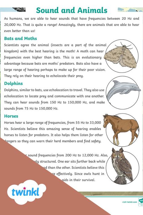 Explore the relationship between sound and animals. This resource presents the different types of sounds and frequencies that animals can hear and how this helps them. Print and distribute this resource to students for independent practice with comprehension. This activity includes four multiple choice and two free response comprehension questions for students to demonstrate their comprehension. Questions For Students, Types Of Sound, Sound Frequencies, 5th Grade Reading, Reading Comprehension Passages, Comprehension Passage, Comprehension Questions, Teaching Elementary, Multiple Choice