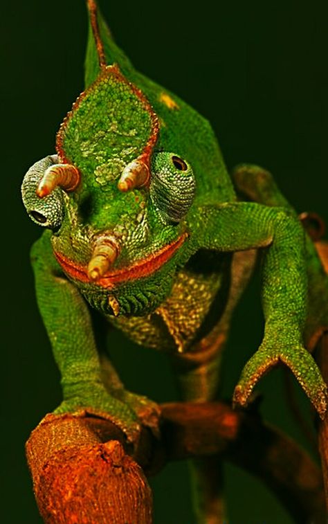 Usambara 3-horn Chameleon (Chamaeleo deremensis). Chameleons Aesthetic, Chameleon Skeleton, Fantasy Chameleon, Camilian Lizard, Chameleon Tongue, Horned Chameleon, Chameleon Print, Animal Reference, Chameleons