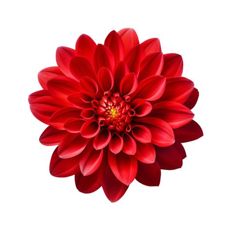 Download AI generated Maroon chrysanthemum flower  isolated on transparent background generative AI for free Maroon Flowers, Chrysanthemum Flower, Tree Saw, Cityscape Photos, Logo Banners, Brochure Design Template, Nature Backgrounds, Red Flower, Custom Illustration