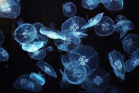 Jellyfish, Swimming, Water, Flowers