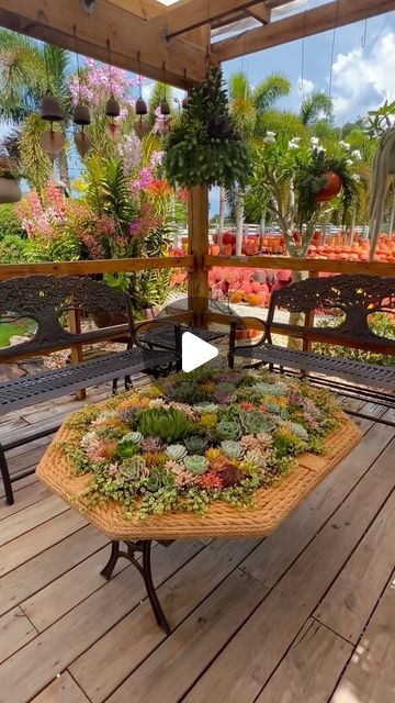 Isaac Farms on Instagram: "#Succulents #succulentarrangement #Cactus  #plant #PlantLover  #plantsoinstagram #plant #reels #Plantas #IsaacFarms #Miami #Fy  #Fyp  #fypシ" Succulent Ideas, Succulent Cuttings, Plant Projects, Cut Flower Garden, Cactus Plant, Succulent Arrangements, Garden Flowers, Growing Plants, Gardening Ideas