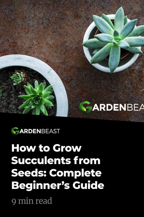 Growing Succulents From Seed, How To Grow Cactus, Different Types Of Succulents, Grow Succulents, Succulent Seeds, Plant Hacks, Propagating Succulents, Types Of Succulents, Inside Plants