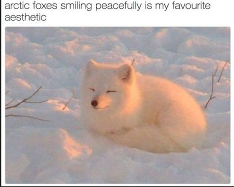 20 Wholesome Memes & Tweets Guaranteed To Make You Feel Better - I Can Has Cheezburger? Animale Rare, Arctic Fox, Cute Fox, Alam Semula Jadi, Animal Photo, Cute Little Animals, 귀여운 동물, Animal Memes, Cuteness Overload