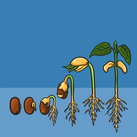 Seed Germination For Kids, Sprout Illustration, Seed Structure, Outline Pictures, Seed Planting, Plant Doodle, Illustration Process, Sprouting Seeds, Bean Seeds