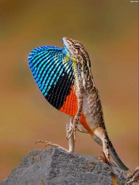 Fan Throated Lizard, Kobold Reference, Colorful Lizards, Reference Art, Animal Photos, Reptiles And Amphibians, Lizards, Newt, Animal Photo