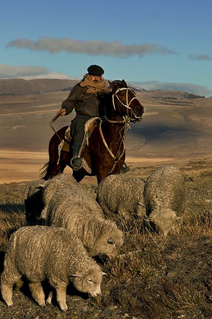 Chilean Sheep Ranch    Patagonia is filled with large ranches. Here a cowboy moves the last of his big herd forward onto new pastures. Sheep Ranch, Patagonia Chile, Chile Travel, Patagonia Argentina, Sheep Farm, Sheep And Lamb, Countries Around The World, People Of The World, Different Countries