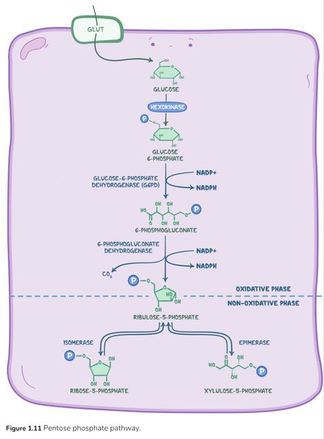 Pentose Phosphate Pathway Notes, Pentose Phosphate Pathway Mnemonic, Medschool Notes, Pentose Phosphate Pathway, Carbon Molecule, Laboratory Scientist, Adrenal Cortex, Medical Laboratory Scientist, Reactive Oxygen Species