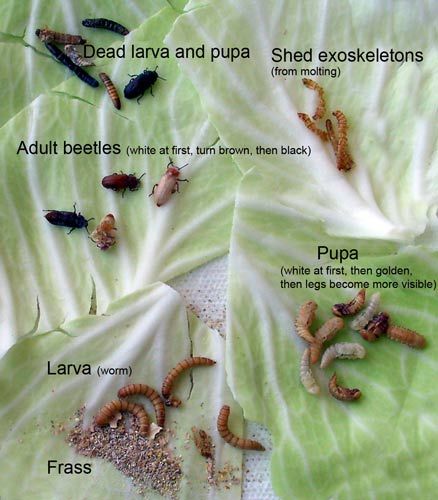 Guide to raising mealworms for chicken feed... so gross, but very informative Meal Worms For Chickens, Raising Mealworms, Meal Worms Raising, Mealworm Farm, Pesca In Mare, Meal Worms, Types Of Bugs, Chicken Treats, Worm Farm