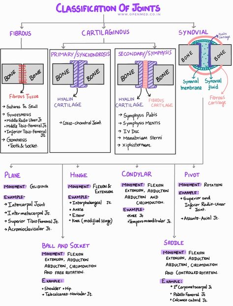 Classification Of Joints, Classification Of Joints Anatomy, Neet Drawings, Neet 2025, Anatomy Diagrams, General Anatomy, Joints Anatomy, Axial Skeleton, Anatomy Notes