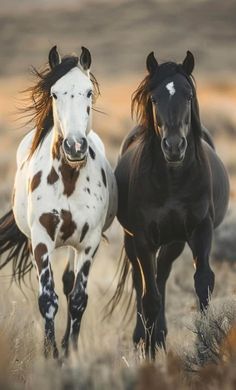 Wild Horse Photography, Horseback Riding Outfit, Aesthetic Equestrian, Riding Outfit Equestrian, Mustang Horses, Wild Horses Mustangs, Wild Horses Photography, Beautiful Horses Photography, Cai Sălbatici