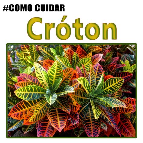 Crotons Plants, Croton Plant Care, Codiaeum Variegatum, Succulent Wall Garden, Landscape Edging, Side Garden, Jade Plants, Garden Containers, House Plants Decor