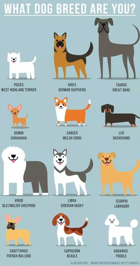 what dog breed are you Dog Zodiac Signs, Zodia Pești, Dog Zodiac, Zodiac Signs Animals, Dog Dna Test, Zodiac Sign Fashion, Zodiac Characters, Zodiac Signs Chart, Anime Zodiac