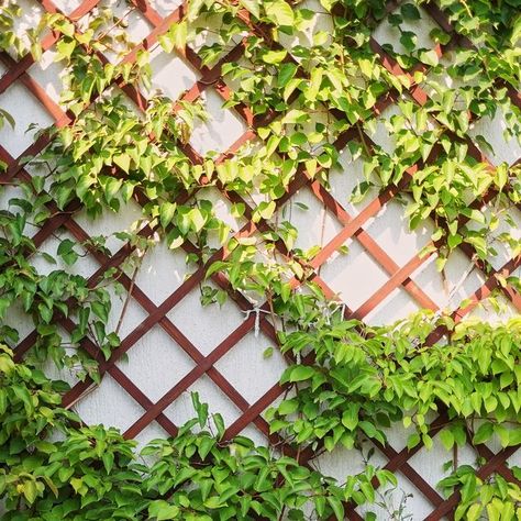 Evergreen Climbing Plants, Wall Climbing Plants, Green Wall Plants, Plants For Small Gardens, Hydrangea Petiolaris, University Of Reading, Ivy Wall, Climbing Hydrangea, Vertical Garden Wall