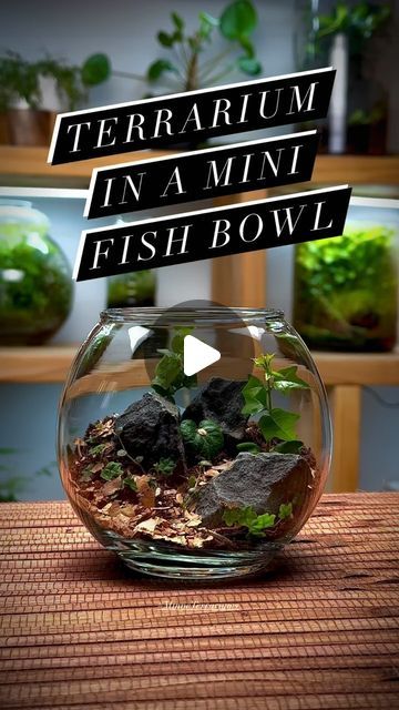 minneterrariums on January 9, 2024: "🎉 New Year, New Terrarium! #MinneTerrariums #terrarium #terrariumart" Fish Bowl Terrarium, Vivarium Ideas, January 9, Fish Bowl, Plant Lady, Terrarium, Plants