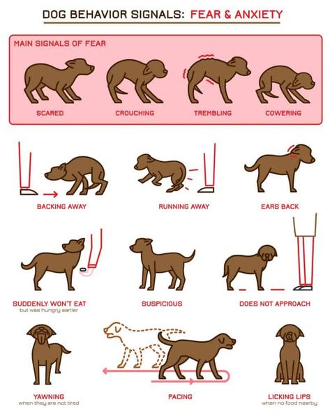 Training Strategy, Dog Body Language, Dog Language, Bad Behavior, Dog Facts, Dog Behavior, Dog Trainer, Dog Training Tips, Training Your Dog