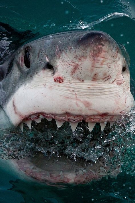 Hai Tattoo, Sharks Scary, Cool Sharks, Shark Photos, Shark Pictures, Shark Art, Shark Fishing, Underwater Creatures, White Sharks